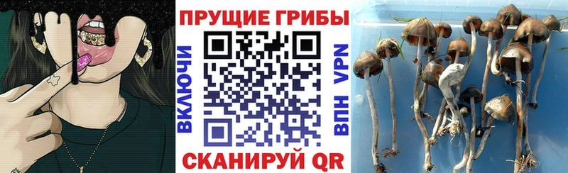 Купить  Амурск  Псилоцибиновые грибы ЛСД 